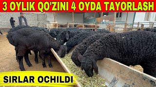 3 OYLIK QOZI BOQISH BIZNESI UY SHAROYITIDA SIRLAR OCHILDI [upl. by Nottnerb]