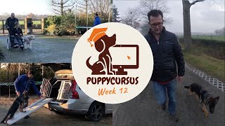 Online puppycursus week 12  Het Naast commando aanleren [upl. by Mitchael825]