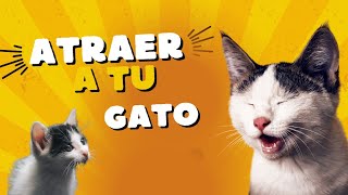 🐈 Maullido para Atraer a tu Gato o Perro Garantizado 🔊🔊🔊gatos [upl. by Nednerb]