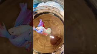 Betta Fish Breeding  Egg Laying  Koi Betta Fish shorts betta breeding [upl. by Schuh]