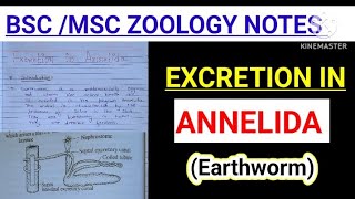 EXCRETION IN ANNELIDA EXCRETION IN EARTHWORM BSC zoology notes vbu skmu mjpru [upl. by Sonaj]