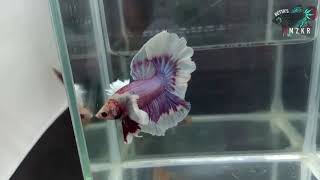 Exotic Halfmoon  Rosetail Betta [upl. by Dnalwor746]