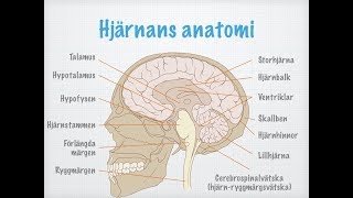 Centrala nervsystemets uppbyggnad och funktion [upl. by Wachtel]