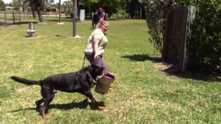 ARC Beaucerons  Luke working in protection [upl. by Leola]