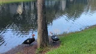 5 Cypress Trees Grace Our Backyard 9 Muscovy Ducks amp 2 Pekin Ducks at Lake So Far Oviedo Florida [upl. by Larena79]