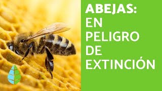 Las ABEJAS en PELIGRO de EXTINCIÓN [upl. by Aglo]