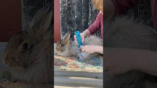 Shearing a Giant Angora Rabbit [upl. by Acinat]