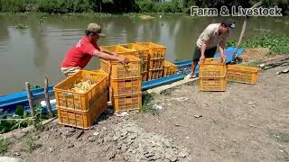 Process of raising ducks for eggs  Duck farming [upl. by Oiramej818]