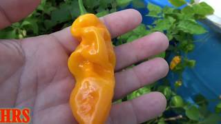 ⟹ Malaysian Goronong Pepper  Capsicum chinense  Pod Review [upl. by Nickolaus]