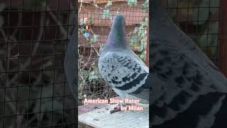 American Show Racer Pigeon Blue Check ASR Pigeon by Milan Domnești România 🇷🇴 [upl. by Irneh]