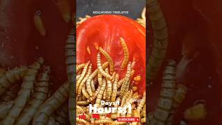 Mealworms Vs 🍅 food wormlapse petfood insects mealworms petcare MealwormTimelapse [upl. by Alyks]