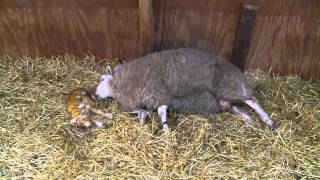 Kom kijken bij de geboorte van een lammetje met Mariska 🐑  De Texelaar 22 [upl. by Sylvie]