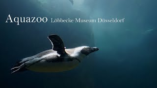 Aquazoo Düsseldorf Löbbecke Museum  Wiedereröffnung 2017 [upl. by Notffilc974]