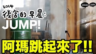 黃阿瑪的後宮生活後宮的早晨，阿瑪跳起來了！短秒數生活系列 [upl. by Adnol]