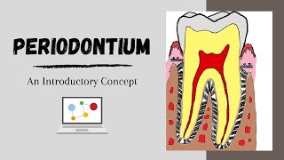 Periodontium Introductory Concepts [upl. by Otsuj155]