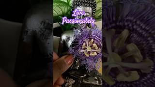 Live Passionately  Purple Passion Flowers [upl. by Sirtimed]