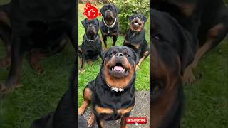 Before amp After Animals Growing Up Amazing Animal Transformation animalsofyoutube animals growth [upl. by Iram]