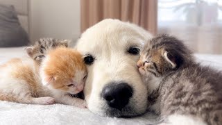 Golden Retriever Puppy and Tiny Kittens Cuteness Overload [upl. by Blackwell]