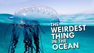 Portuguese Man O War The Weirdest Thing In The Ocean [upl. by Janey]