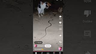 Cat amp snake Fight🐍 shor [upl. by Essa]