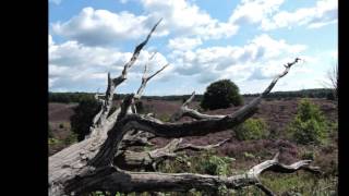 De Posbank bloeiende heide 2016 Nationaalpark de Veluwezoom [upl. by Liggitt]