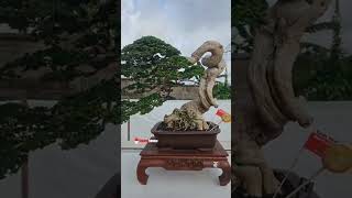 Part 27 Road To Aspac 2024 Ranting Bosman PBBI Gianyar Bali bonsai bonsaitree bonsaiindonesia [upl. by Adrahs787]