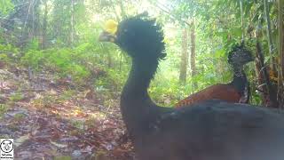 Great Curassow  Tico Times [upl. by Ennaeirrac64]