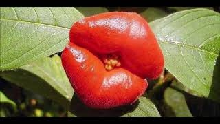 Psychotria elata [upl. by Frasco]