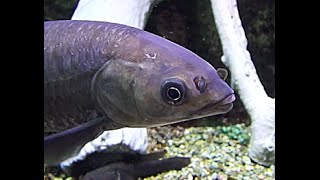 アオウオ Black carp Mylopharyngodon piceus [upl. by Dahlia653]