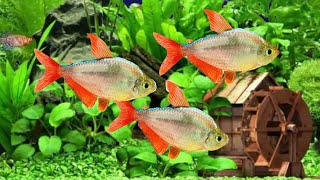 ikan hias kecil air tawar aquarium colombian blue tetra [upl. by Eirok383]