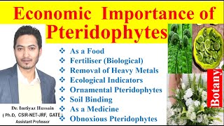 Economic Importance of Pteridophytes pteridophytes  food biofertilizer ecological indicators [upl. by Mayer]