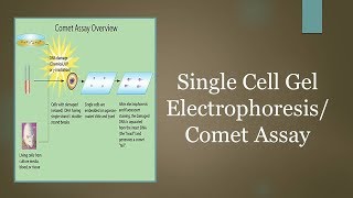 Single Cell Gel ElectrophoresisComet Assay [upl. by Eleni667]