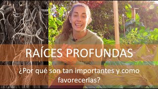 Benefícios de las RAÍCES PROFUNDAS y como fomentarlas [upl. by Luapnhoj]