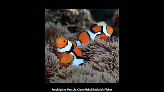 Amphiprion Percula Clownfish Bin3aiah Fishes [upl. by Areip]