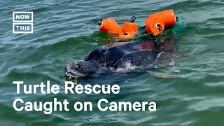 900lb Turtle Rescued After Getting Tangled in Buoys 🥺 [upl. by Ahsekahs]