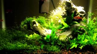 5 Gallon Planted Aquarium Update [upl. by Beutler738]