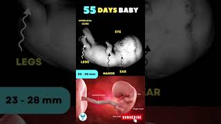 55 days baby in the womb ✅🚼 7 weeks pregnancy  55 days pregnancy shortsfeed pregnancy baby [upl. by Iralam]