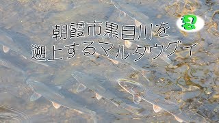 埼玉県朝霞市黒目川を遡上する「マルタウグイ」 [upl. by Atsocal]