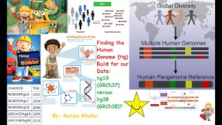 Determining the Human Genome Hg Build of a Dataset Hg18 GRCh37 versus Hg38 GRCh38 [upl. by Yalonda]