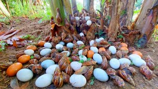 Best hand fishing  a fisherwoman skills pick a lots of duck eggs and catch snails in the plantation [upl. by Cherry181]