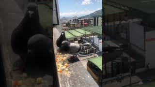 Des pigeons qui viennent chercher leur nourriture dans mon appartement au 9ème étage shorts [upl. by Esined]