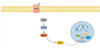 Ras Raf MEK ERK Signaling Pathway  Overview Regulation and Role in Pathology [upl. by Fay]