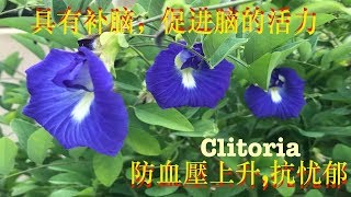 蝶豆的主要价值与作用 Health Benefits of ”Butterfly pea” 0r Blue Pea Flower。 Khasiat Bunga Telang。 [upl. by Amsa]