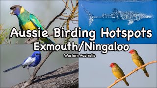 Aussie Birding Hotspots  ExmouthNingaloo [upl. by Theis986]