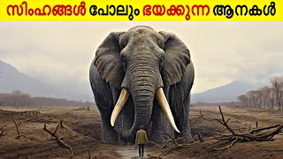 10 Biggest Elephants In The World  Explained  Malayalam  Razin Visuals [upl. by Alletsyrc]