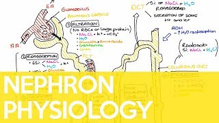 Physiology of the Nephron  Sarah Clifford Illustration Tutorial [upl. by Paulo]