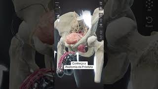 Anatomia 3D da próstata drpaulomaron cancerdeprostata prostata anatomia [upl. by Theo]