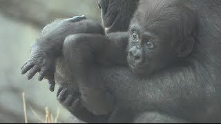 Baby Gorillas at the Bronx Zoo 04192015 [upl. by Yeldahc]