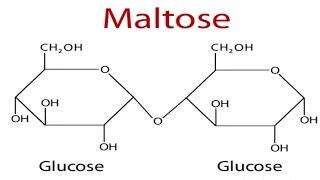 Structure of Maltose [upl. by Woodie]