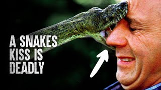 6 Snake Attacks You Wish you Never Saw [upl. by Airrej]